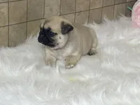 Wade, a male Pug for sale in Fennimore, WI – Photo 9 of 10