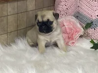 Wade, a male Pug for sale in Fennimore, WI – Photo 5 of 10