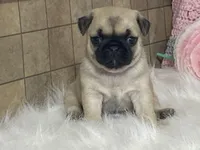 Wade, a male Pug for sale in Fennimore, WI – Photo 3 of 10