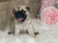 Wade, a male Pug for sale in Fennimore, WI – Photo 4 of 10
