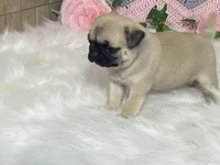 Wade, a male Pug for sale in Fennimore, WI – Photo 7 of 10