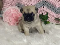Wade, a male Pug for sale in Fennimore, WI – Photo 1 of 10