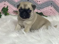 Wade, a male Pug for sale in Fennimore, WI – Photo 8 of 10