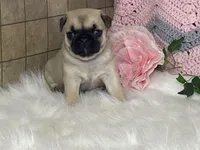 Wade, a male Pug for sale in Fennimore, WI – Photo 6 of 10