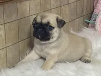 Wade, a male Pug for sale in Fennimore, WI – Photo 10 of 10