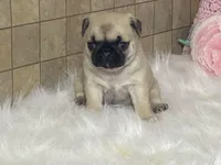 Wade, a male Pug for sale in Fennimore, WI – Photo 2 of 10