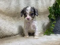 Daisy, a female Cavapoo for sale in Fennimore, WI – 3 of 10