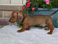 Hershey, a male Dachshund for sale in Fennimore, WI – 6 of 10