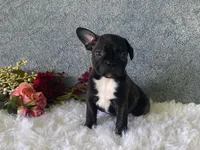 Ronnie, a male Frenchton for sale in Fennimore, WI – 9 of 9