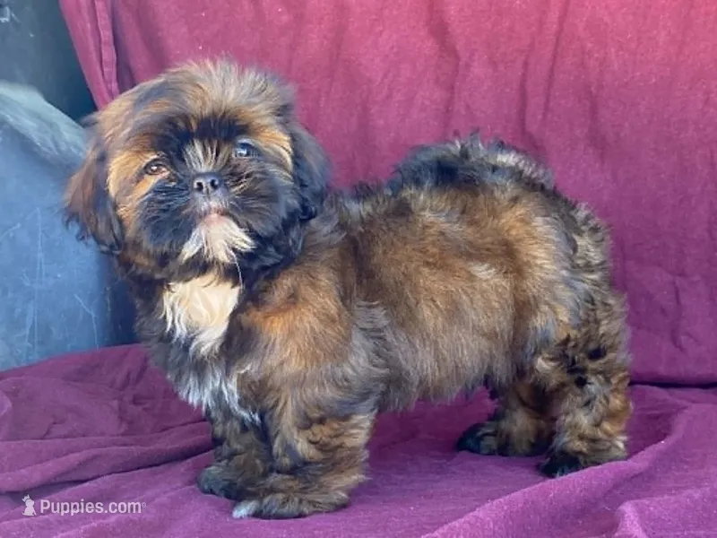 Barney – Shih Tzu puppy for sale in Fennimore, WI