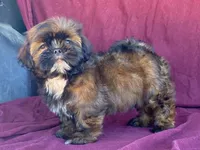Barney, a male Shih Tzu for sale in Fennimore, WI – 1 of 10