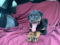 Taffy, a female Rottweiler for sale in Fennimore, WI – 1 of 9