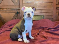 fido, a male Boston Terrier for sale in Fennimore, WI – 9 of 10