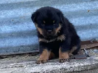 Taffy, a female Rottweiler for sale in Fennimore, WI – 4 of 10