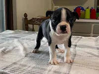 Pepe, a male Boston Terrier for sale in Fennimore, WI – 8 of 10