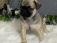 Ava, a female Pug for sale in Fennimore, WI – 5 of 10