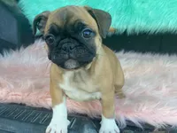 Tess, a female French Bulldog and Pug for sale in Fennimore, WI – 6 of 8