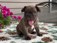Spike, a male French Bulldog for sale in Fennimore, WI – 5 of 10