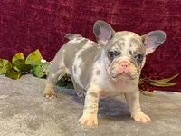 Bossy, a female French Bulldog for sale in Fennimore, WI – 3 of 10