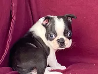 Lucy, a female Boston Terrier for sale in Fennimore, WI – 2 of 8