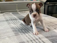 Rosie, a female Boston Terrier for sale in Fennimore, WI – 6 of 10