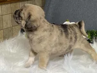 Amy, a female Pug for sale in Fennimore, WI – 8 of 10