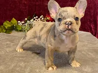 Baxter, a male French Bulldog for sale in Fennimore, WI – 4 of 10