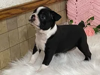 Brianna, a female Boston Terrier for sale in Fennimore, WI – 3 of 10