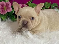 Zoey, a female Frenchton for sale in Fennimore, WI – 5 of 10