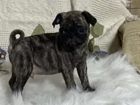 Victor, a male Pug for sale in Fennimore, WI – 6 of 10