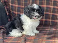 Lex, a male Bichon Frise and Shih Tzu for sale in Fennimore, WI – 7 of 10