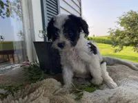 Ricky, a male Cavapoo for sale in Fennimore, WI – 5 of 9