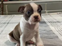 Rosie, a female Boston Terrier for sale in Fennimore, WI – 5 of 10