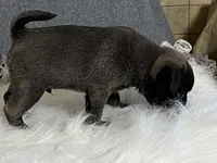 Andre, a male Pug for sale in Fennimore, WI – 7 of 9