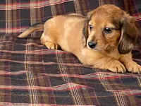 Mini, a female Dachshund for sale in Fennimore, WI – 5 of 9