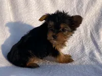 Lady, a female Yorkshire Terrier for sale in Fennimore, WI – 5 of 10
