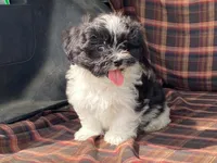 Lex, a male Bichon Frise and Shih Tzu for sale in Fennimore, WI – 9 of 10