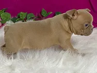 Zasha, a female Frenchton for sale in Fennimore, WI – 5 of 10