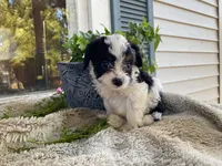 Ricky, a male Cavapoo for sale in Fennimore, WI – 3 of 9