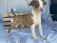 Chuck, a male Boston Terrier and Fox Terrier for sale in Fennimore, WI – 6 of 10