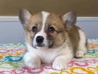 Trixie, a female Pembroke Welsh Corgi for sale in Fennimore, WI – 10 of 10