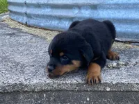 Sassy, a female Rottweiler for sale in Fennimore, WI – 8 of 9