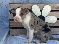Carlie, a female Boston Terrier and Fox Terrier for sale in Fennimore, WI – 9 of 10