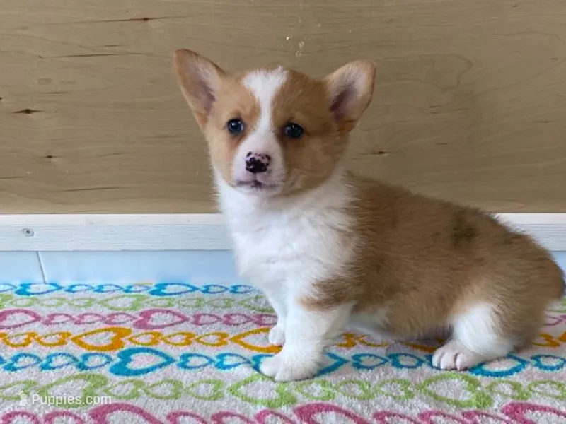 Roxie – Pembroke Welsh Corgi puppy for sale in Fennimore, WI
