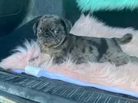 Chi Chi, a female Pug for sale in Fennimore, WI – 8 of 10