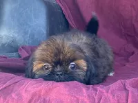 Ribbins, a female Shih Tzu for sale in Fennimore, WI – 6 of 10