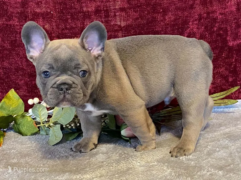 Tank – French Bulldog puppy for sale in Fennimore, WI