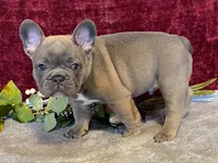 Tank, a male French Bulldog for sale in Fennimore, WI – 1 of 9
