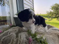 poppy, a male Cavapoo for sale in Fennimore, WI – 2 of 10