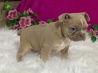 Zasha, a female Frenchton for sale in Fennimore, WI – 10 of 10